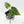 Anthurium Crystallinum Variegated (wk38-U88)