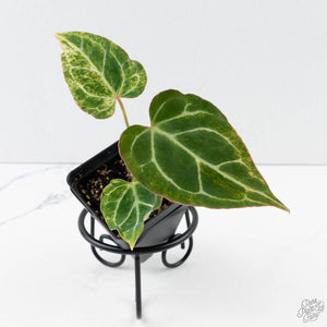 Anthurium Crystallinum Variegated (wk38-U88)