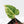 Anthurium Crystallinum Variegated (wk38-U88)
