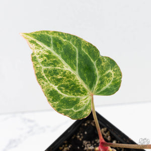 Anthurium Crystallinum Variegated (wk38-U88)