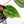 Anthurium Crystallinum Variegated (wk38-U88)