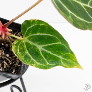 Anthurium Crystallinum Variegated (wk38-U88)