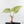 Anthurium Crystallinum Variegated (wk38-U88)