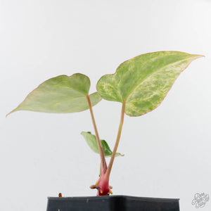 Anthurium Crystallinum Variegated (wk38-U88)