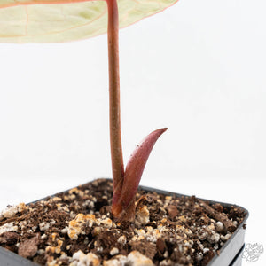 Anthurium Crystallinum variegated (wk20-UC)