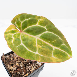 Anthurium Crystallinum variegated (wk20-UC)