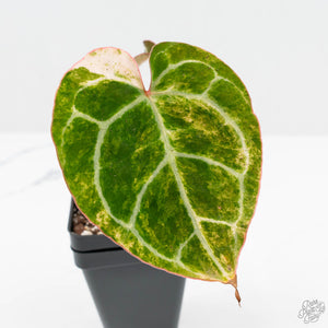 Anthurium Crystallinum variegated (wk19-UP)