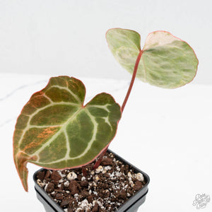 Anthurium Crystallinum variegated (wk19-UP)