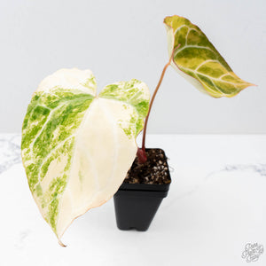 Anthurium Crystallinum variegated (wk21-UD)