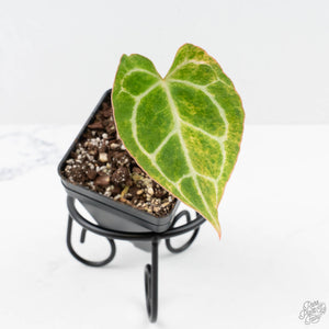 Anthurium Crystallinum variegated (wk24-UA)