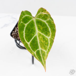 Anthurium Crystallinum variegated (wk24-UA)