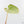 Anthurium Crystallinum variegated (wk24-UA)