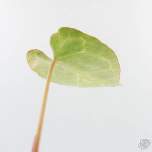 Anthurium Crystallinum variegated (wk24-UA)