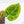 Anthurium Crystallinum variegated (wk25-UG)