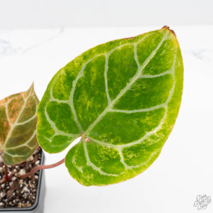 Anthurium Crystallinum variegated (wk25-UG)
