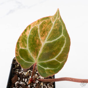 Anthurium Crystallinum variegated (wk25-UG)