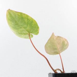 Anthurium Crystallinum variegated (wk25-UG)