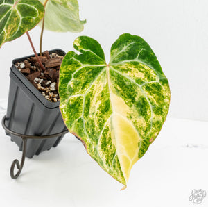 Anthurium Crystallinum variegated (wk13-UG)
