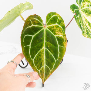 Anthurium Crystallinum variegated (wk13-UG)