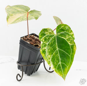 Anthurium Crystallinum variegated (wk13-UG)