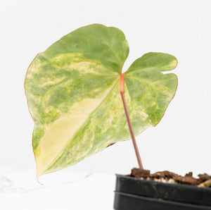 Anthurium Crystallinum variegated (wk13-UG)