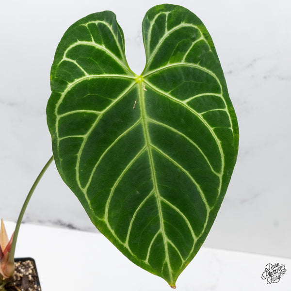 Anthurium Crystallinum Variegated (wk49-UL)