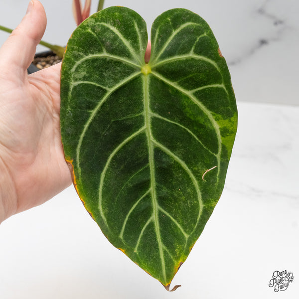 Anthurium Crystallinum Variegated (wk49-UL)