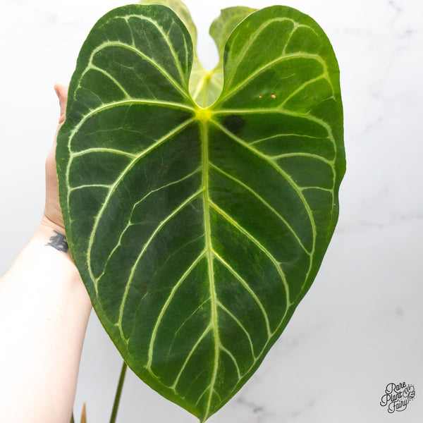 Anthurium Crystallinum Variegated (wk49-UM)