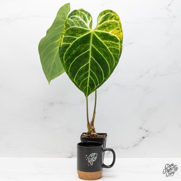 Anthurium Crystallinum Variegated (wk49-UM)