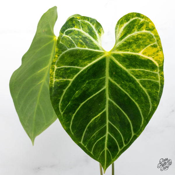 Anthurium Crystallinum Variegated (wk49-UM)