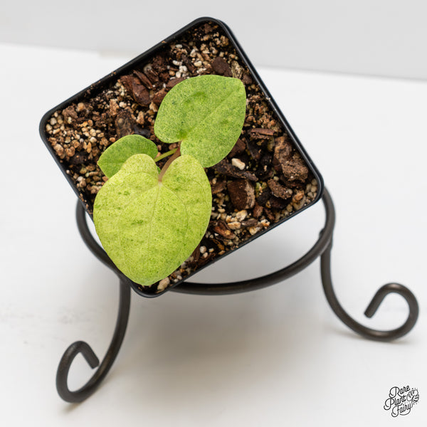 Anthurium 'Dark Phoenix 'Variegated (wk5-UG)