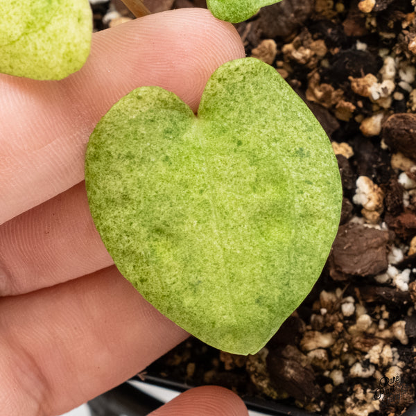 Anthurium 'Dark Phoenix 'Variegated (wk5-UG)