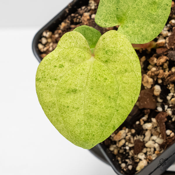 Anthurium 'Dark Phoenix 'Variegated (wk5-UG)