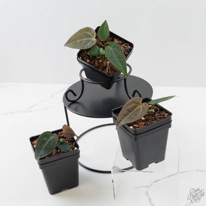 Anthurium Darth Vader '74' x Darth Vader '73' by DocBlock®