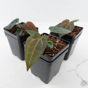 Anthurium Darth Vader '74' x Darth Vader '73' by DocBlock®