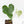 Anthurium 'Delta Force'  (wk29-H)
