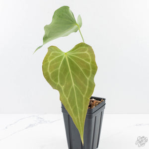 Anthurium 'Delta Force'  (wk29-H)