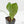Anthurium 'Delta Force' (wk40-L314)