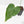 Anthurium 'Delta Force' (wk40-L314)