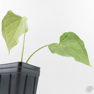 Anthurium 'Delta Force' (wk40-L314)