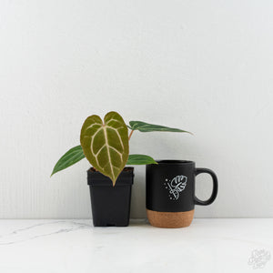 Anthurium DocBlock F2 x Carlablackiae  by DocBlock®  *Grower’s Choice*