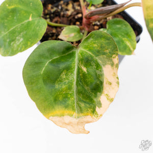 Anthurium 'Forgetii' variegated (wk21-UM)