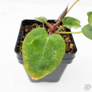Anthurium 'Forgetii' variegated (wk21-UM)