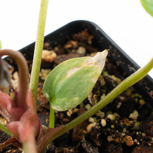 Anthurium 'Forgetii' variegated (wk21-UM)