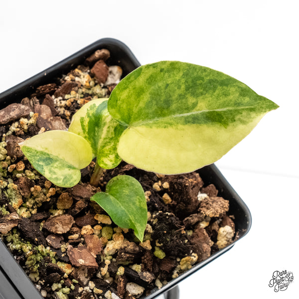 Anthurium 'Forgetii' variegated (wk5-UM)