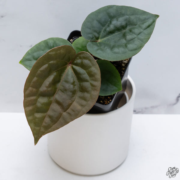 Anthurium Luxurians X 'Zara' x 'Michelle' by DocBlock® *Grower's Choice*