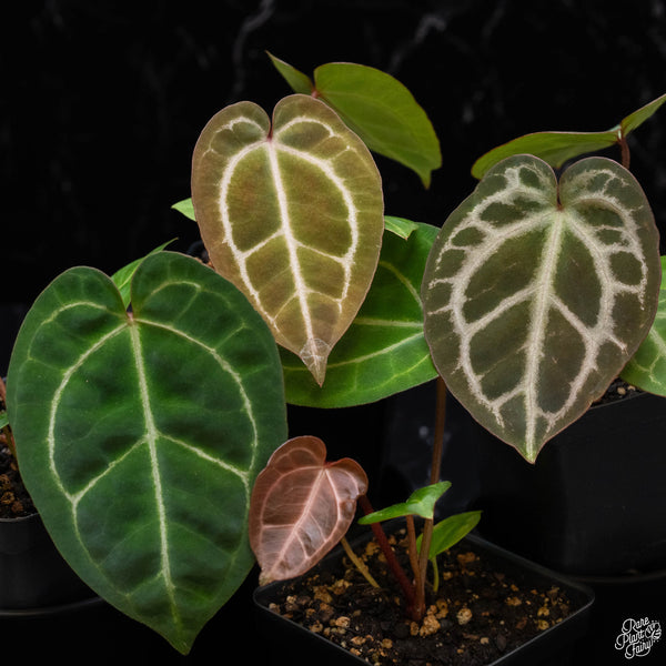 Anthurium Magnificent Dark '49' x  Zara '29' by DocBlock® *Grower's choice*