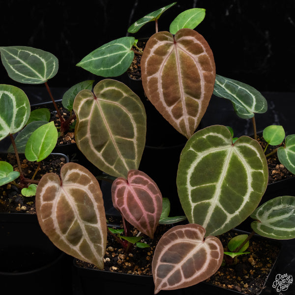Anthurium Thor's Lightning '51' x  Red Crystal '12' by DocBlock® *Grower's choice*