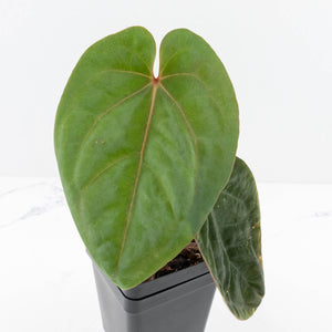 Anthurium hoffmannii 'Blood Moon' (wk30-UD)