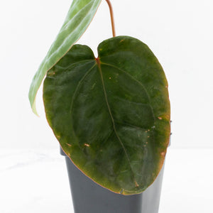 Anthurium hoffmannii 'Blood Moon' (wk30-UD)
